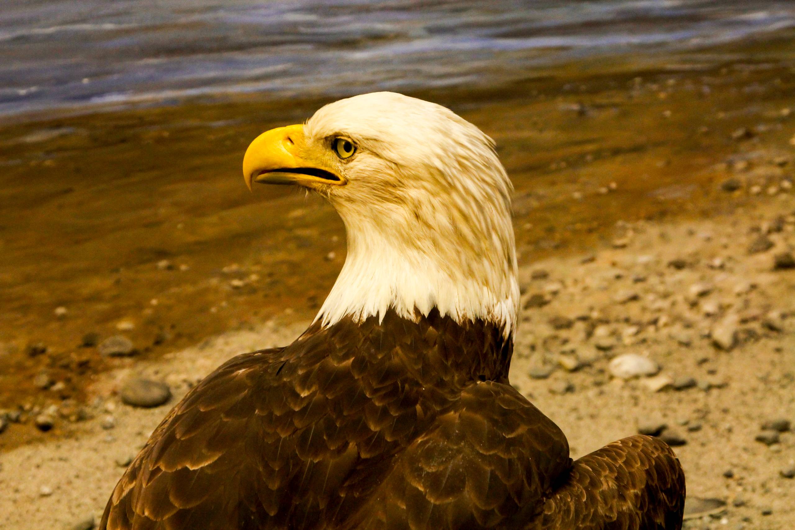 2014 USA   096